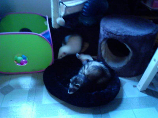 Last picture I have of Mog and Bunkler at FerretHall